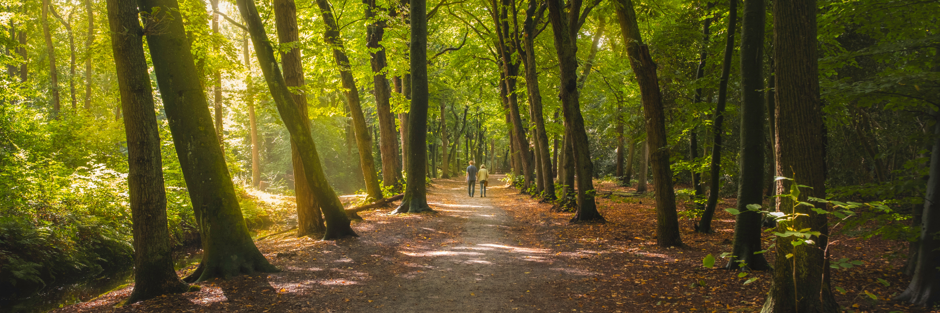 Wandelend stel in het Bergerbos met de bomen in het zonlicht